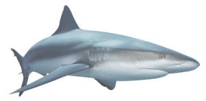 Shark PNG-18823